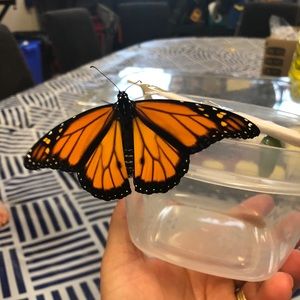 Meet your Posher, Erin